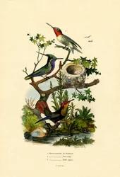 Kolibrier, 1833-39